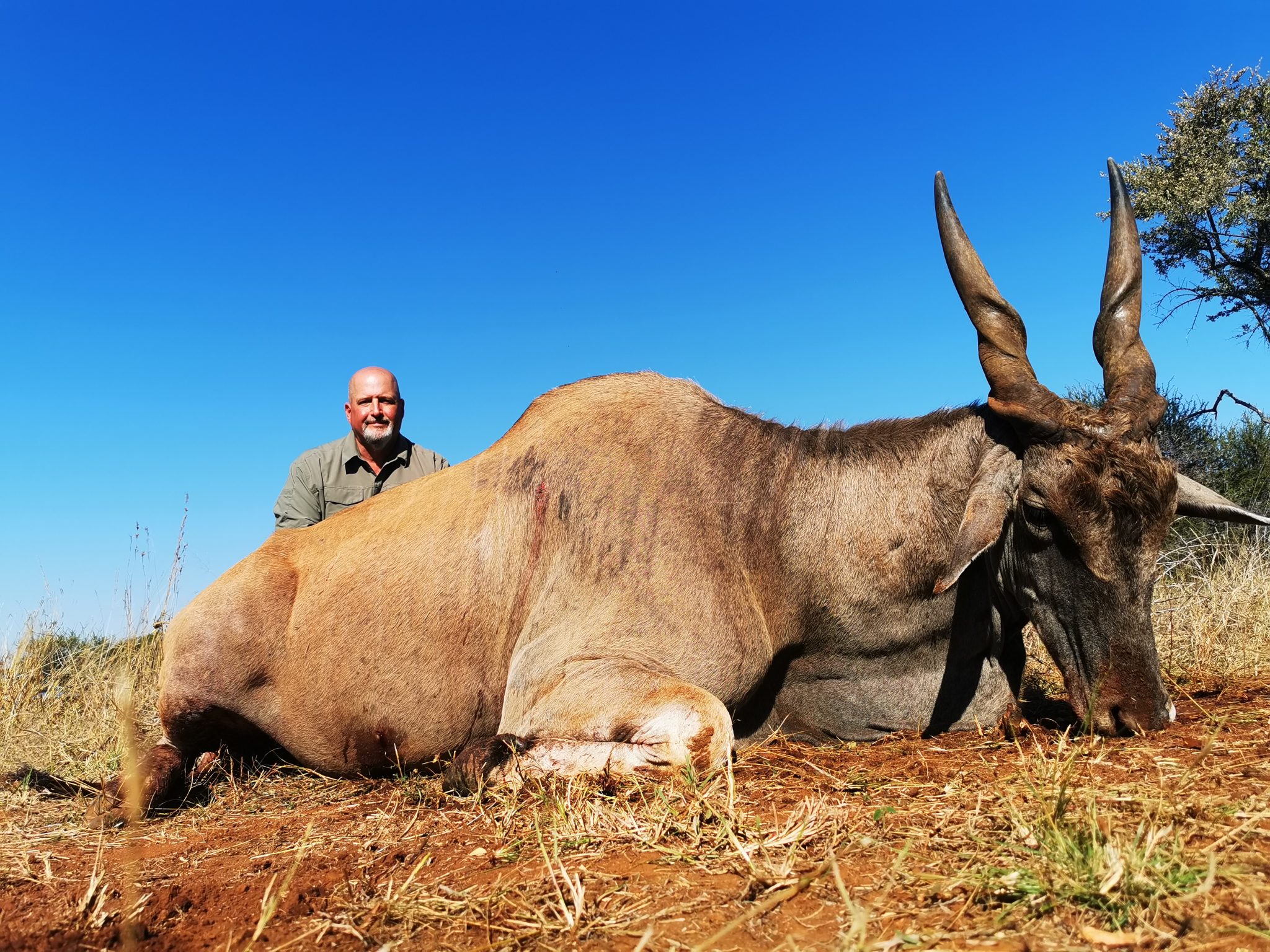 Eland Gallery - Numzaan Safaris